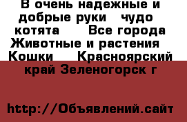 В очень надежные и добрые руки - чудо - котята!!! - Все города Животные и растения » Кошки   . Красноярский край,Зеленогорск г.